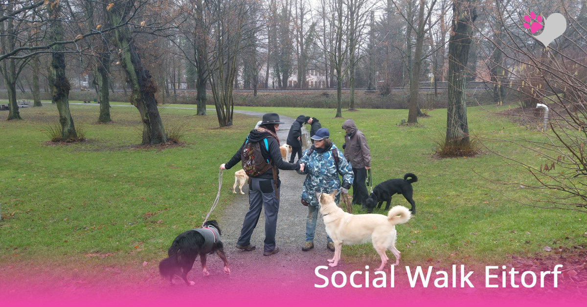 Hundeschule Eitorf Social Walk